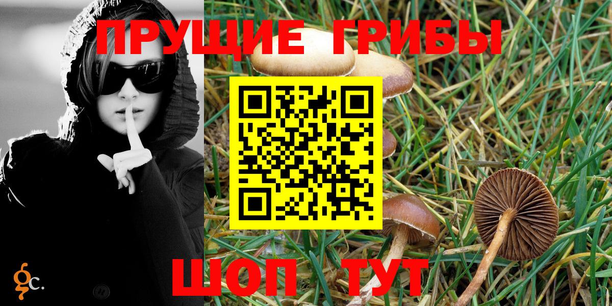 Галлюциногенные грибы Psilocybine cubensis Майкоп